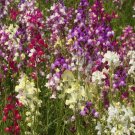 Snapdragon Flower Seeds 5000 Seeds Northern Lights Mixed Colors A Shipping Fresh For Garden Snapdragon Flower Seeds 5000 Seeds Northern Lights Mixed Colors A Shipping Fresh For Garden