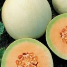 Honeydew Seeds 50 Seeds Orange Flesh Cantaloupe Garden Melon Fruit Fresh For Garden Honeydew Seeds 50 Seeds Orange Flesh Cantaloupe Garden Melon Fruit Fresh For Garden