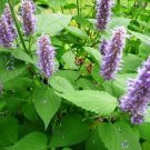 Agastache Seeds 200 Seeds Rugosa Korean Mint Perennial Herb Garden Fresh For Garden Agastache Seeds 200 Seeds Rugosa Korean Mint Perennial Herb Garden Fresh For Garden
