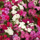 Phlox Seeds 300 Seeds Mixed Colors Annual Flower Garden Bees Butterfly Fresh For Garden