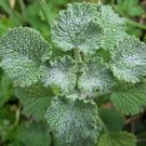 Horehound Seeds 200 Seeds Perennial Herb Garden Marrublum Vulgare Fresh For Garden