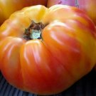 Big Rainbow Tomato Seeds 50 Seeds Indeterminate Garden Vegetables Sauce Fresh For Garden Big Rainbow Tomato Seeds 50 Seeds Indeterminate Garden Vegetables Sauce Fresh For Garden