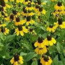 Clasping Coneflower Seeds 1000 Seeds Rudbeckia Annual Wildflower Bees Fresh For Garden