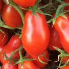Italian Roma Tomato Seeds 100 Seeds Determinate Garden Vegetables Sauce Fresh For Garden Italian Roma Tomato Seeds 100 Seeds Determinate Garden Vegetables Sauce Fresh For Garden
