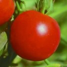 Siberian Tomato Seeds 50 Seeds Determinate Cool Season Vegetable Garden Fresh For Garden Siberian Tomato Seeds 50 Seeds Determinate Cool Season Vegetable Garden Fresh For Garden