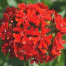 Maltese Cross Flower Seeds 500 Seeds Perennial Garden Butterflies Fresh For Garden