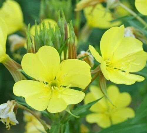 Evening Primrose Seeds 2000 Seeds Common Biennial Yellow Flower Garden Fresh For Garden