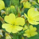 Evening Primrose Seeds 2000 Seeds Common Biennial Yellow Flower Garden Fresh For Garden Evening Primrose Seeds 2000 Seeds Common Biennial Yellow Flower Garden Fresh For Garden