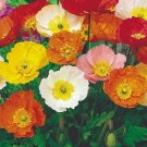 Iceland Poppy Mix Seeds 1000 Seeds Perennial Flower Orange Yellow White Fresh For Garden Iceland Poppy Mix Seeds 1000 Seeds Perennial Flower Orange Yellow White Fresh For Garden
