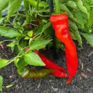 75Ct Numex New Lumbre Hatch Chilpepper Seeds Amazing Taste Very Hot 40000 Shu Fresh For Garden 75Ct Numex New Lumbre Hatch Chilpepper Seeds Amazing Taste Very Hot 40000 Shu Fresh For Garden