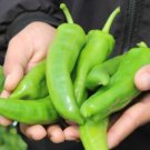 75Ct Numex 64 Hatch Chilpepper Seeds Very Mild Med Size Hatch 47 Inches Fresh For Garden