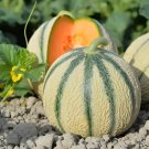 30Ct Heirloom French Charentais Melon Seeds Sweet Creamy Fresh For Garden