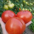75 Heirloom Marglobe Tomato Seeds Determinate Great Slicing Tomato Fresh For Garden