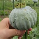 1500 Giant Rattle Poppy Seeds P Somniferum Massive Seed Heads&Huge Blooms Fresh For Garden 1500 Giant Rattle Poppy Seeds P Somniferum Massive Seed Heads&Huge Blooms Fresh For Garden