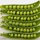 25 Burpee Cascadia Sweet Pea Seeds Sweet And Crisp Garden Peas Fresh For Garden