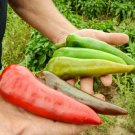 50Ct Lumbre Hatch Chilpepper Seeds Amazing Taste Very Hot 3540000 Scoville Fresh For Garden 50Ct Lumbre Hatch Chilpepper Seeds Amazing Taste Very Hot 3540000 Scoville Fresh For Garden