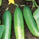 40 Heirloom Ashley Cucumber Seeds Sweet & Crisp From Your Garden Fresh For Garden 40 Heirloom Ashley Cucumber Seeds Sweet & Crisp From Your Garden Fresh For Garden