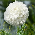 1000 Snowball Peony Poppy Seeds Somniferum Fluffy White Blooms Fresh For Garden 1000 Snowball Peony Poppy Seeds Somniferum Fluffy White Blooms Fresh For Garden