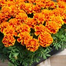 200 French Marigold Seeds Sparky Beautiful Orange And Yellow Blooms Fresh For Garden 200 French Marigold Seeds Sparky Beautiful Orange And Yellow Blooms Fresh For Garden