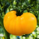 75 Heirloom Yellow Beefsteak Tomato Seeds Nongmo Fresh For Garden