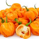 20 Orange Scotch Bonnet Pepper Seeds Fresh For Garden 20 Orange Scotch Bonnet Pepper Seeds Fresh For Garden