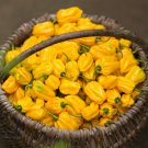 20 Sweet Yellow Habanero Pepper Seeds Fresh For Garden 20 Sweet Yellow Habanero Pepper Seeds Fresh For Garden