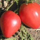 30 Pink Tomato Seeds Fresh For Garden 30 Pink Tomato Seeds Fresh For Garden