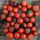 15 Blue Blaue Zimmer Micro Dwarf Tomato Seeds Fresh For Garden 15 Blue Blaue Zimmer Micro Dwarf Tomato Seeds Fresh For Garden