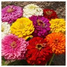 100 Dahlia Zinnia Flower Mix Seeds Fresh For Garden 100 Dahlia Zinnia Flower Mix Seeds Fresh For Garden