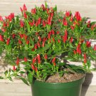 20 Birdseye Seeds Fresh For Garden