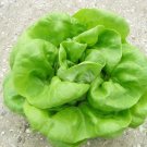 1000 Buttercrunch Seeds Fresh For Garden