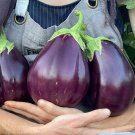 150 Black Eggplant Seeds Fresh For Garden