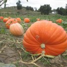 25 Seed Pumpkin Patch Seed Fresh For Garden 25 Seed Pumpkin Patch Seed Fresh For Garden