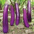 150 Long Eggplant Seeds Fresh For Garden 150 Long Eggplant Seeds Fresh For Garden