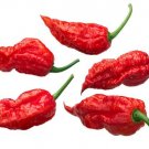 20 Ghost Bhut Jolokia Seeds Fresh For Garden 20 Ghost Bhut Jolokia Seeds Fresh For Garden