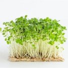Microgreens ~ Oz~ 12000 Arugula Rocket Seeds Fresh For Garden