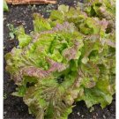 1000 Prizehead Seeds Fresh For Garden