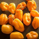 25 Jamaican Habanero Pepper Seeds Fresh For Garden 25 Jamaican Habanero Pepper Seeds Fresh For Garden