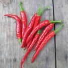 25 Long Red Cayenne Pepper Fresh For Garden 25 Long Red Cayenne Pepper Fresh For Garden