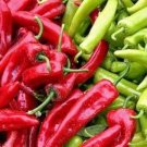 25 New Sandia Pepper Seeds Fresh For Garden