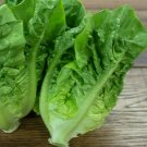 1000 Little Lettuce Seeds Fresh For Garden