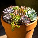 600 Sedum Seeds Container Mix Stonecrop Drought Tolerant Ground Cover Fresh For Garden 600 Sedum Seeds Container Mix Stonecrop Drought Tolerant Ground Cover Fresh For Garden