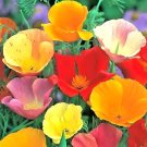 1400 Seeds California Poppy Spring Mix Seeds Deer Resistant Wildflowers Hummingbirds Fresh For Garde 1400 Seeds California Poppy Spring Mix Seeds Deer Resistant Wildflowers Hummingbirds Fresh For Garde