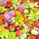 600 Sedum Seeds Spring Mix Succulent Ground Cover Stonecrop Pollinator Fresh For Garden 600 Sedum Seeds Spring Mix Succulent Ground Cover Stonecrop Pollinator Fresh For Garden