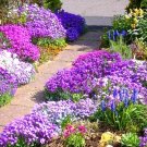 1000 Seeds Rock Cress Seeds Royal Hummingbird Spring Mix Ground Cover Deer Resistant Fresh For Garde