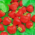 200 Albaba Strawberry Seeds Spring Perennial Heirloom Nongmo Fruit Fresh For Garden 200 Albaba Strawberry Seeds Spring Perennial Heirloom Nongmo Fruit Fresh For Garden