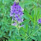 Alfalfa 150 Seeds Spring Garden Microgreens Cover Crop Greens Juicing Heirloom Fresh For Garden