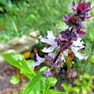 600 Seeds Mexican Basil Seeds Spring Herb Garden Mosquito Insect Repellent Fresh For Garden