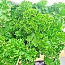 2000 Seeds Parsley Spring Seeds Herb Garden Vegetable Nongmo Heirloom Curled Greens Fresh For Garden