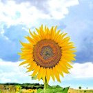 Giant Mongolian Sunflower 10 Seeds Spring Heirloom Huge Huge Behemoth Fresh For Garden Giant Mongolian Sunflower 10 Seeds Spring Heirloom Huge Huge Behemoth Fresh For Garden